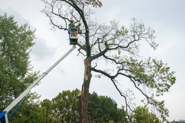 Best Utility Line Clearance  in Sundown, TX