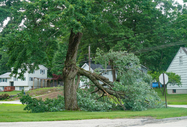 Best Tree Trimming and Pruning  in Sundown, TX