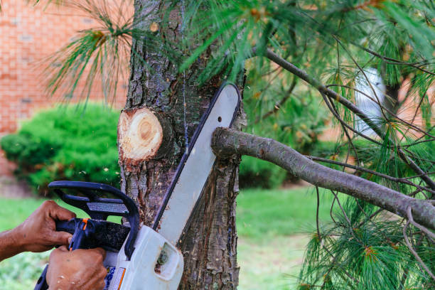 Reliable Sundown, TX Tree Removal Solutions